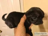 Black pug female