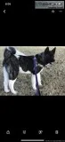 Akita needs a home