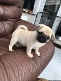 Perbreed fawn pug