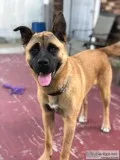 Beautiful 3yr old AkitaBoxer mix