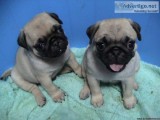 pug pups needs new homes