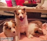 Shetland sheepdog puppies