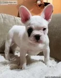 Ckc Female French Bulldogs