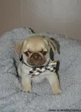 fgt stunning pug puppies available