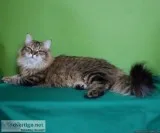 Siberian Male 22 monthe old cat