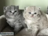 Cute and adorable British shorthair kittens ready.