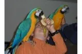 Blue and Gold Macaw parrots male and female for sale