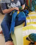 Young and talking macaw parrots for rehoming.