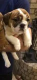 Merle and lilac olde English Bulldog puppies