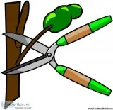 Tree Removal Estimates
