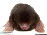 Local Experts pest Control Service Provider