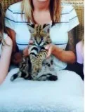 M&f exotic fur kitty savannah super-swe