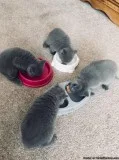 my bsh kittens  are ready to go