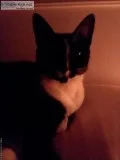 Lost cat