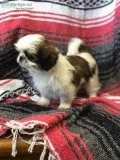ShihTzu girl puppy