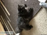 Black Persian Cat - Rehome
