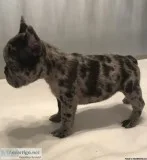 French bulldogs puppies in Dallas texas