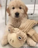 3 year old Golden Retriever