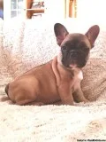 french bulldog puppies one male and 2 females available