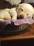 AKC Labradors Puppies