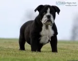 OLDE ENGLISH BULLDOGGIE PUPS