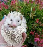 Hedgehogs for sale in Rhode Island
