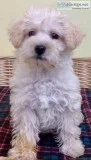 Westie Poo Puppy