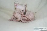 elf Sphynx kittens