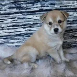 GORGEOUS POMSKY PUPPIES HUSKYPOMERANIAN MIX