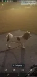 Teddy Bear Dog for Sale