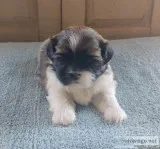 Male Shih-Tzu Puppy