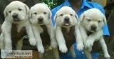 SHOW QUALITY LABRADOR PUPPIES SALESCHENNAI