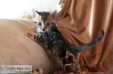 Bengal Kittens Re-homing