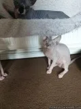 Stunning Tica Registered Sphynx kittens