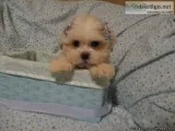 Maltese puppies males nonshed 9wks