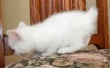 Adorable kitten Ready for new home
