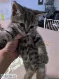 Kittens free to good homes