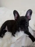 Pedigree French Bulldog Girl