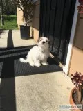 Maltipoo for sale Lito