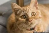 Beautiful orange tiger 1and a half needs Home