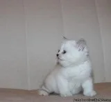 Lovely munchkin kitten for now home