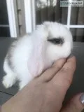 Tri VM Holland Lop Doe Baby Tri VM Holland Lop Doe Baby