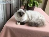 Ragdoll kitten