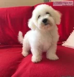 MALTESES PUPPIES TEXT 832 510 0096