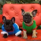 Frenchton puppies (Boston Terrier x French Bulldog)