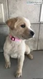 lab puppies (registered)