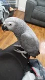 Congo African Grey Breeding Pair With Cites