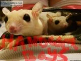 2 Male sugar gliders