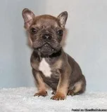 Miniature AKC SableBlueTan French Bulldog Puppy Boy (Kane)
