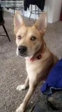 Free 2yr old Mixed Female dog